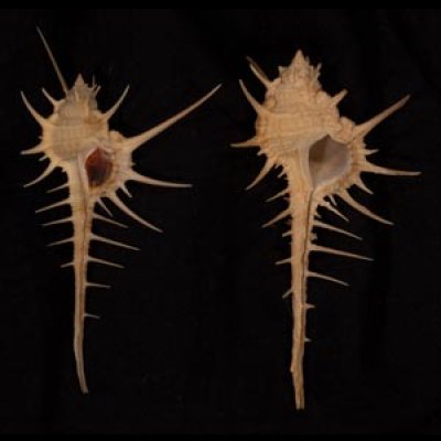 エンマノホネガイ濃色 Murex tenuirostrumfig.1