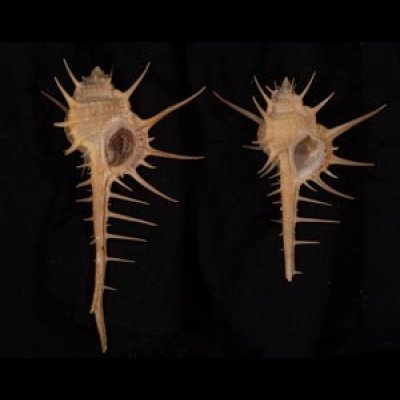 エンマノホネガイ濃色 Murex tenuirostrumfig.1