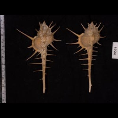 エンマノホネガイ濃色 Murex tenuirostrumfig.2