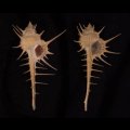 エンマノホネガイ濃色