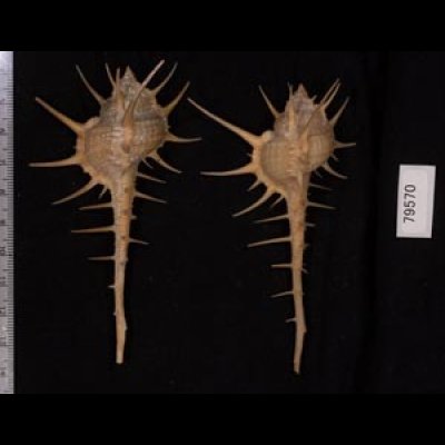 エンマノホネガイ濃色 Murex tenuirostrumfig.2