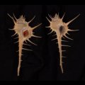 エンマノホネガイ濃色