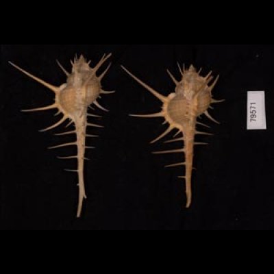 エンマノホネガイ濃色 Murex tenuirostrumfig.2