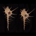 エンマノホネガイ濃色