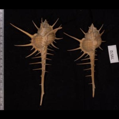 エンマノホネガイ濃色 Murex tenuirostrumfig.2