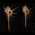 エンマノホネガイ濃色