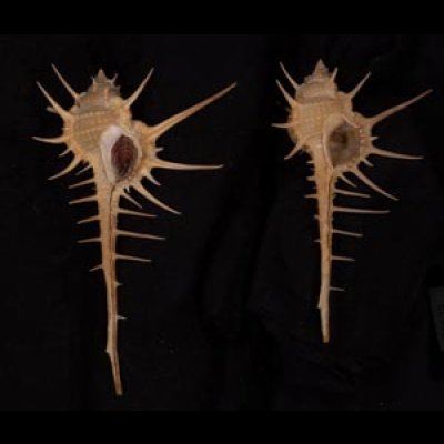 エンマノホネガイ濃色 Murex tenuirostrumfig.1