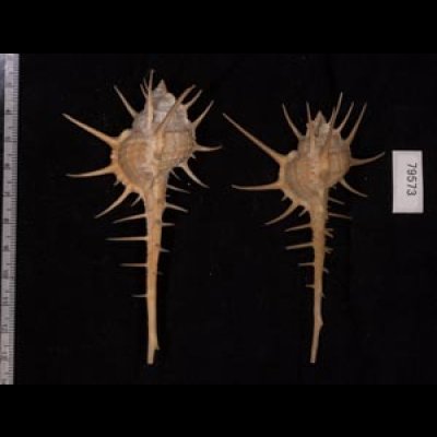エンマノホネガイ濃色 Murex tenuirostrumfig.2