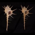 エンマノホネガイ濃色