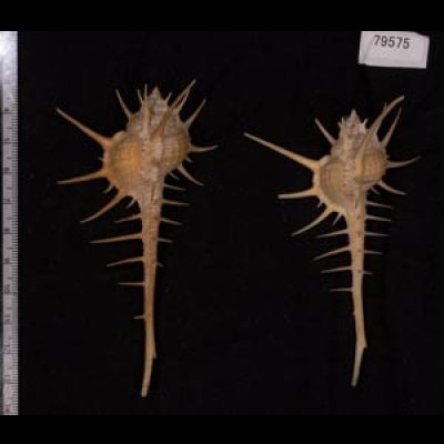 エンマノホネガイ濃色 Murex tenuirostrumfig.2