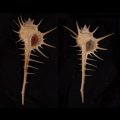 エンマノホネガイ濃色