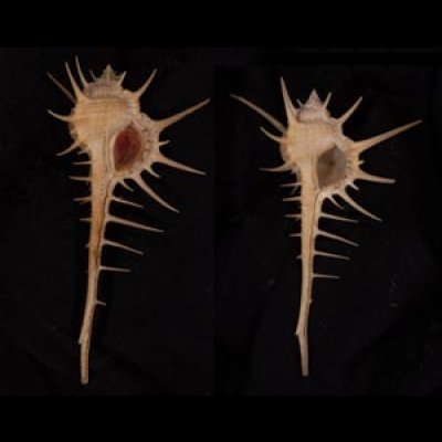 エンマノホネガイ濃色 Murex tenuirostrumfig.1