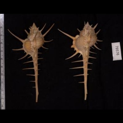 エンマノホネガイ濃色 Murex tenuirostrumfig.2