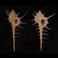 エンマノホネガイ濃色