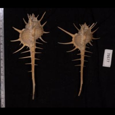 エンマノホネガイ濃色 Murex tenuirostrumfig.2
