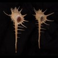 エンマノホネガイ濃色