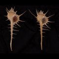 エンマノホネガイ濃色