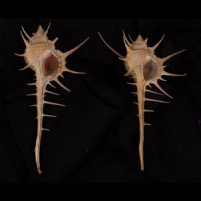 エンマノホネガイ濃色 Murex tenuirostrumfig.1