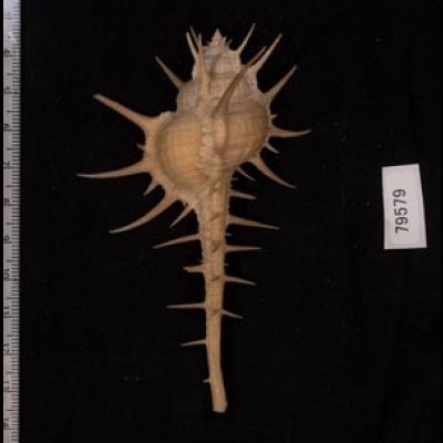 エンマノホネガイ濃色 Murex tenuirostrumfig.2