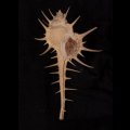 エンマノホネガイ濃色