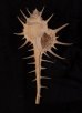 エンマノホネガイ濃色 Murex tenuirostrumfig.1