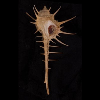 エンマノホネガイ濃色 Murex tenuirostrumfig.1