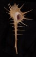 エンマノホネガイ濃色 Murex tenuirostrumfig.1