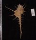 エンマノホネガイ濃色 Murex tenuirostrumfig.2