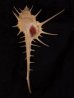 エンマノホネガイ濃色 Murex tenuirostrumfig.1