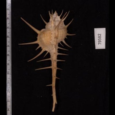 エンマノホネガイ濃色 Murex tenuirostrumfig.2