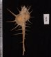 エンマノホネガイ濃色 Murex tenuirostrumfig.2