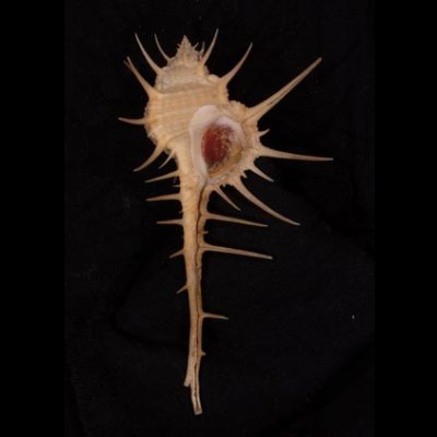 エンマノホネガイ濃色 Murex tenuirostrumfig.1