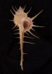 エンマノホネガイ濃色 Murex tenuirostrumfig.1