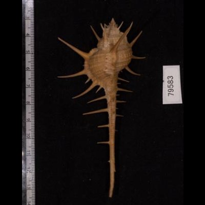 エンマノホネガイ濃色 Murex tenuirostrumfig.2
