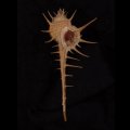 エンマノホネガイ濃色
