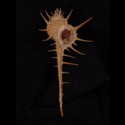 エンマノホネガイ濃色 Murex tenuirostrumfig.1