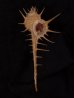 エンマノホネガイ濃色 Murex tenuirostrumfig.1