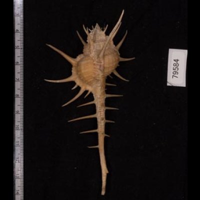 エンマノホネガイ濃色 Murex tenuirostrumfig.2