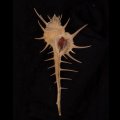エンマノホネガイ濃色