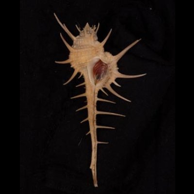 エンマノホネガイ濃色 Murex tenuirostrumfig.1