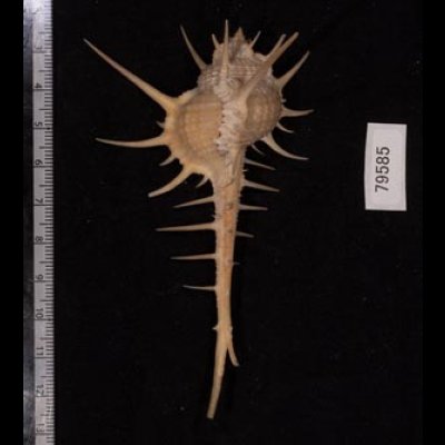 エンマノホネガイ濃色 Murex tenuirostrumfig.2