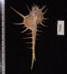 エンマノホネガイ濃色 Murex tenuirostrumfig.2