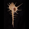 エンマノホネガイ濃色