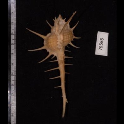 エンマノホネガイ濃色 Murex tenuirostrumfig.2