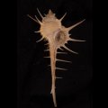 エンマノホネガイ濃色