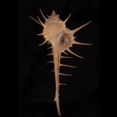 エンマノホネガイ濃色 Murex tenuirostrumfig.1
