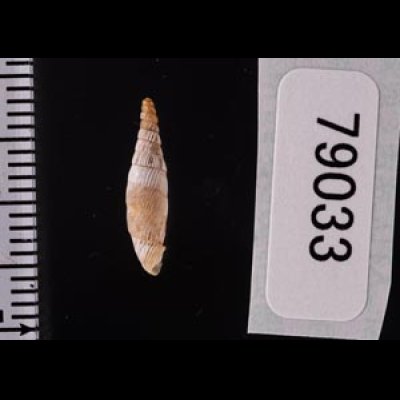 クレタアオギセルの一種 Albinaria cretensis strigatafig.2