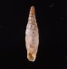 クレタアオギセルの一種 Albinaria cretensis strigatafig.1
