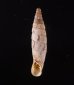 クレタアオギセルの一種 Albinaria cretensis strigatafig.1