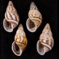 Amphidromus contrarius サカサマレーマイマイ